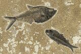 Multiple Fossil Fish (Diplomystus & Knightia) - Wyoming #251853-1